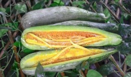 北美网红吃瓜事件,揭秘网络舆论背后的真相与争议